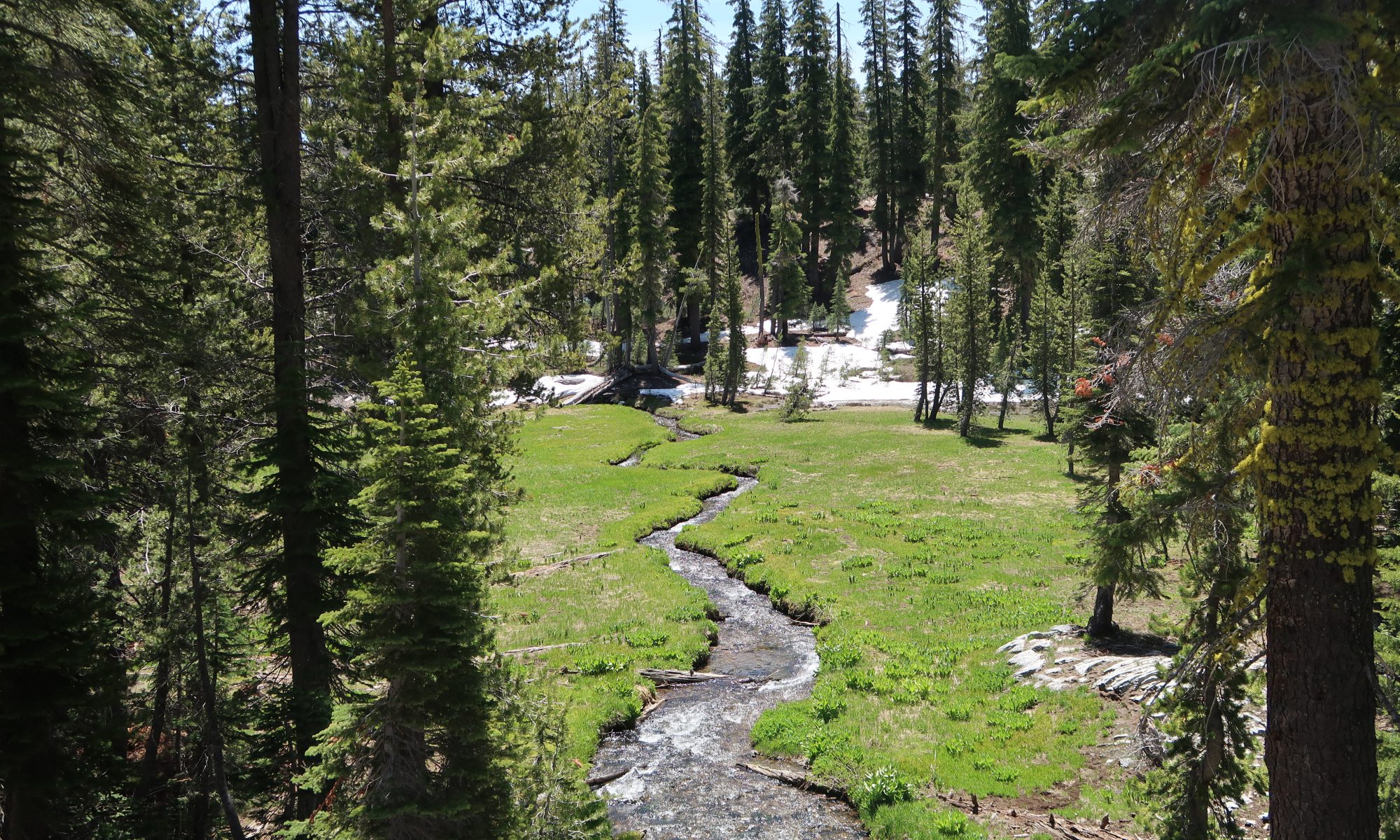 Kings creek winds through a meadow surrounded by greenery and spring snowmelt.