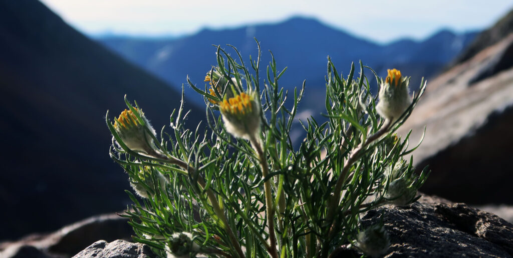 Spring flowers in the Elk Mountains.