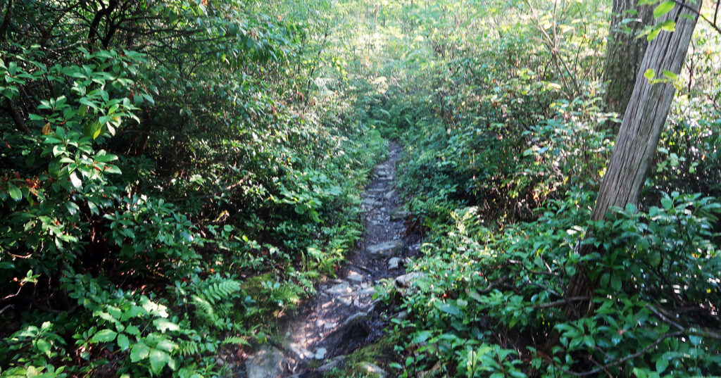 The journey to Mount Frissell begins among thick underbrush.