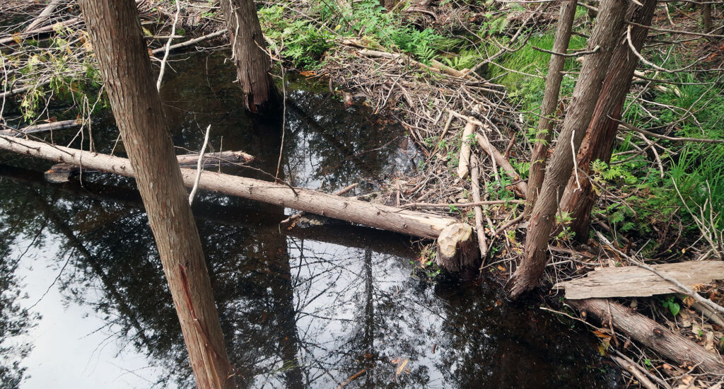 Sandy Stream Pond (Baxter SP) - dismal wilderness