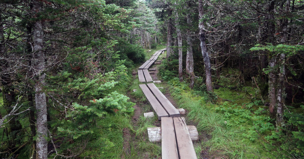 Bog bridging along a forested ridgeline in the southern Presidential Range.