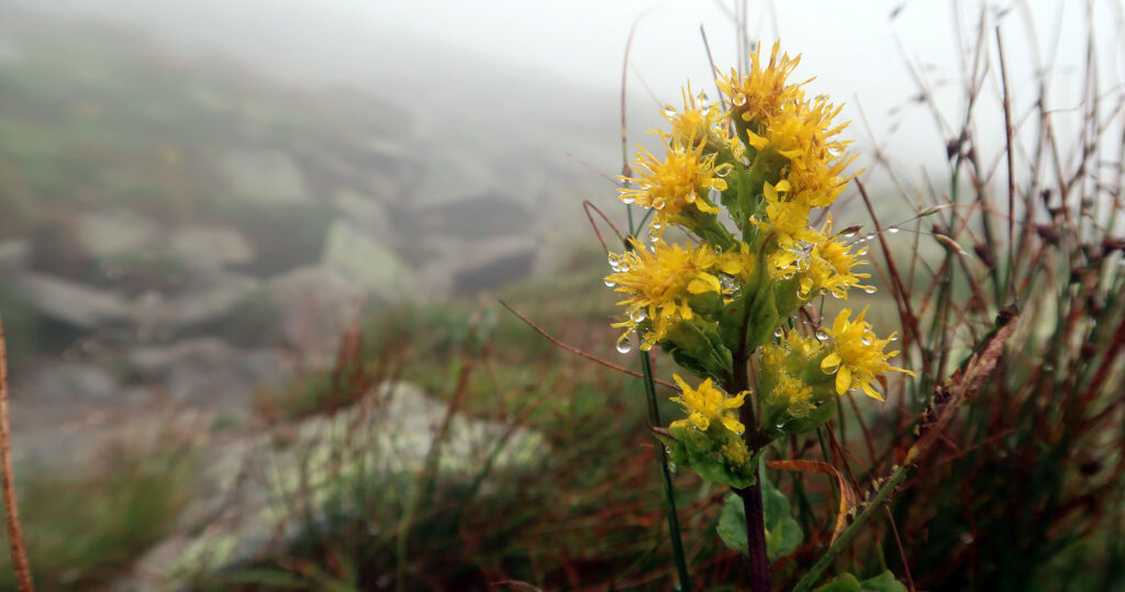 Dewey wildflowers en route to Mount Washington.