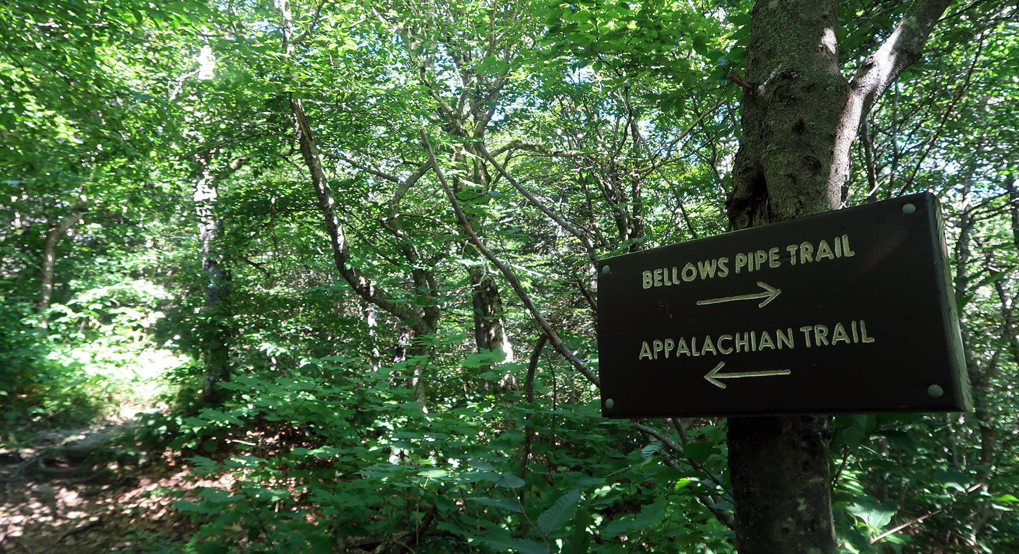 Mount Greylock via the Bellows Pipe Trail dismal wilderness