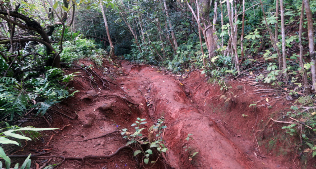 A typical section of muddy single-track along the route.