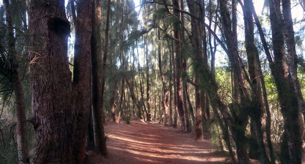A grove of evergreens en route to the summit.