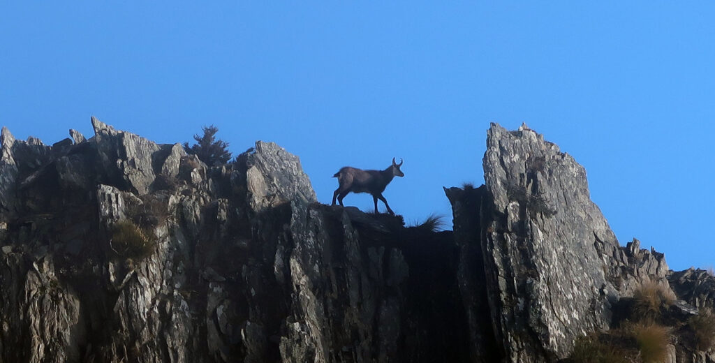 Some sort of ungulate negotiated the rocky ridgeline above the track.