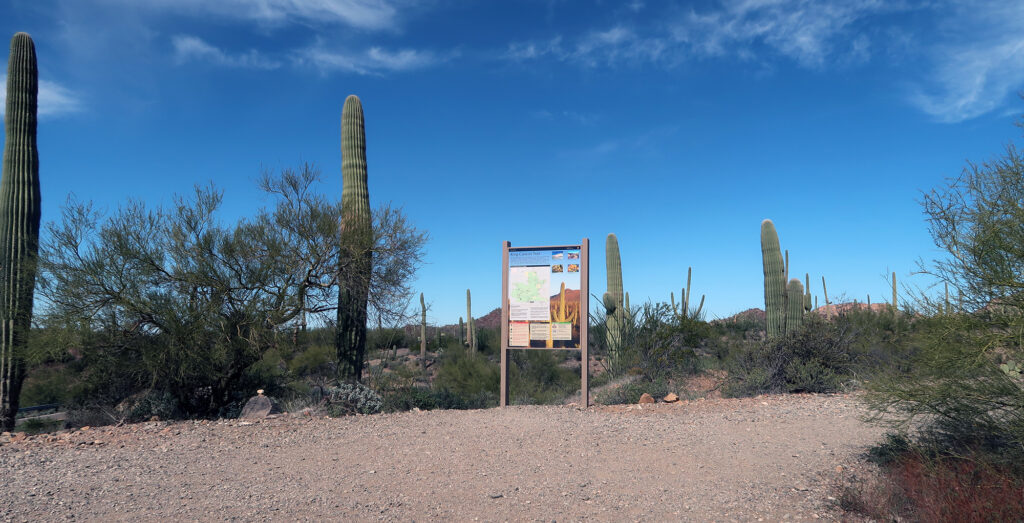 Blue skies and plump saguaros at the King Canyon trailhead—a popular gateway to Saguaro NP.