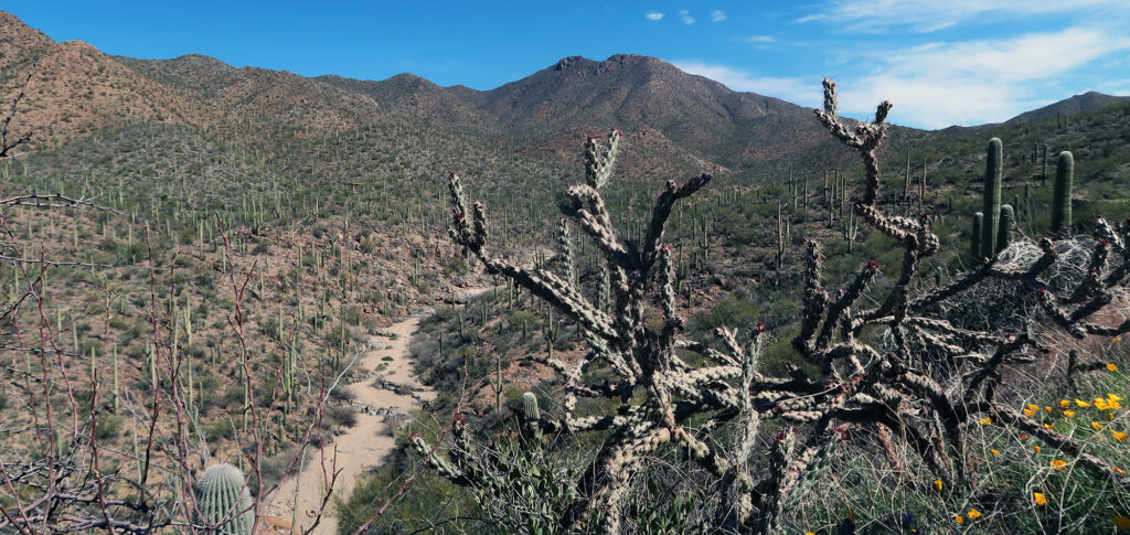 Scraggly buckhorn cholla above the King Canyon Wash, with Wasson Peak in the distance.