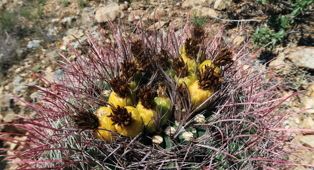 Pineapple-like fruits atop a barrel cactus. While Saguaros form the headlining act in their namesake national park, a menagerie of other charismatic cacti flourish here as well.
