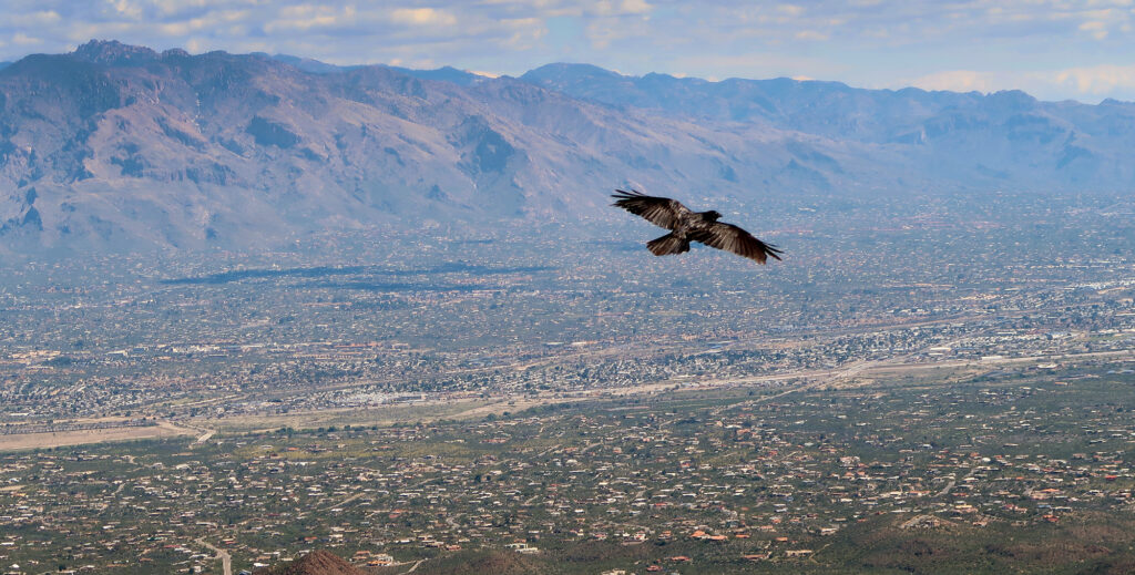 A bird coasts on thermals high above Tucson.