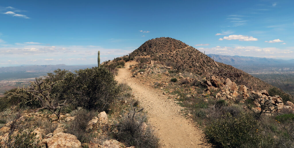 The final spur trail to Wasson Peak's summit.