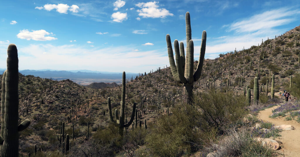 A towering, many-armed saguaro along the Hugh Norris Trail.