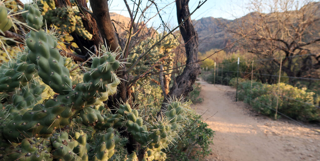 Cactii, fencing, and morning sun en route to the Maiden Pools.