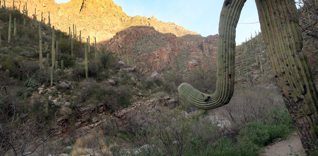 Morning sun on the walls of lower Ventana Canyon.