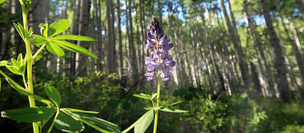 Lupine blossoms under a canopy of trees along the Overlook Trail.