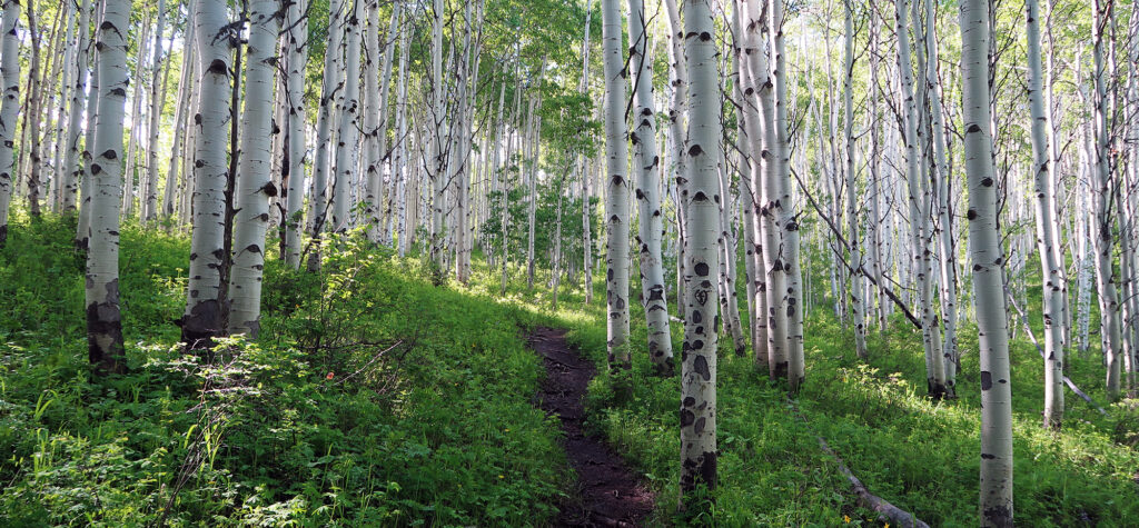 Aspen glade 2025 trail beaver creek