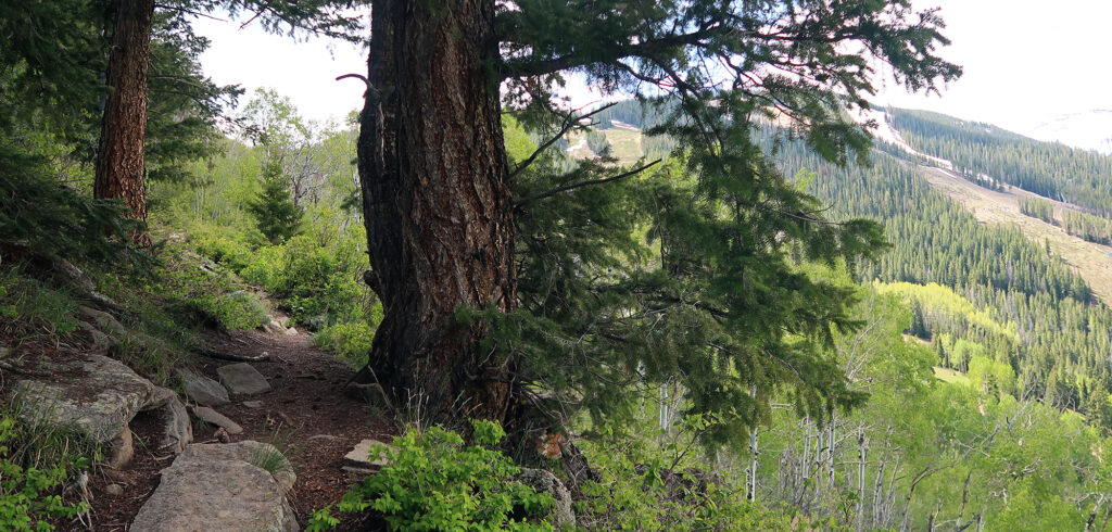 The Overlook Trail passes along the edge of the overlook, remaining beneath tree cover.