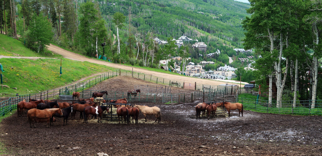 Horses in a paddock just about Beaver Creek's village.