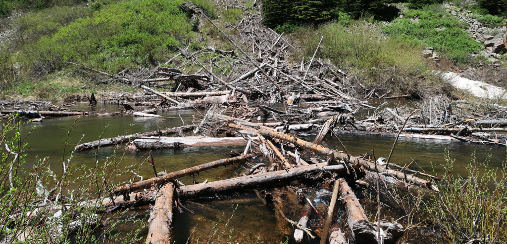 The "log float" crossing Snowmass Creek. Test every log before shifting your weight!