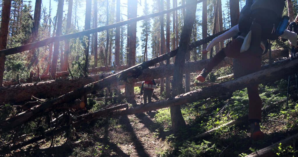 Thick blowdown for miles along day one of the Sneffels Traverse.