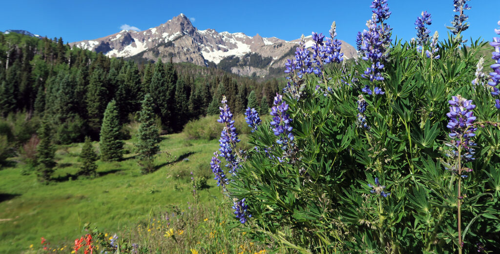 Flowers, grass, and snowy peaks along the Sneffels Traverse.