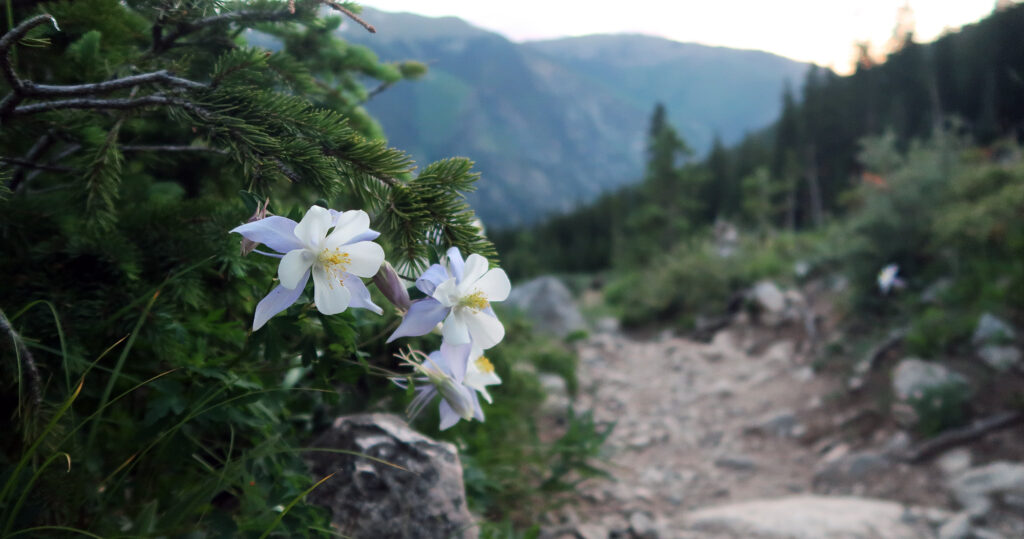 Colorado columbine en route to Missouri Mountain.