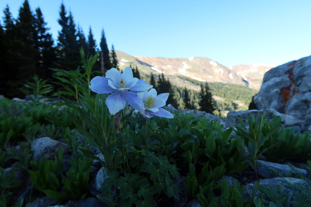 Colorado Columbine.