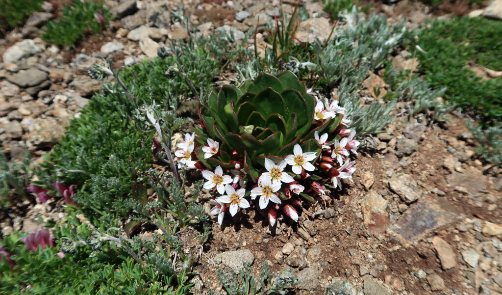 Hardy alpine wildflowers.