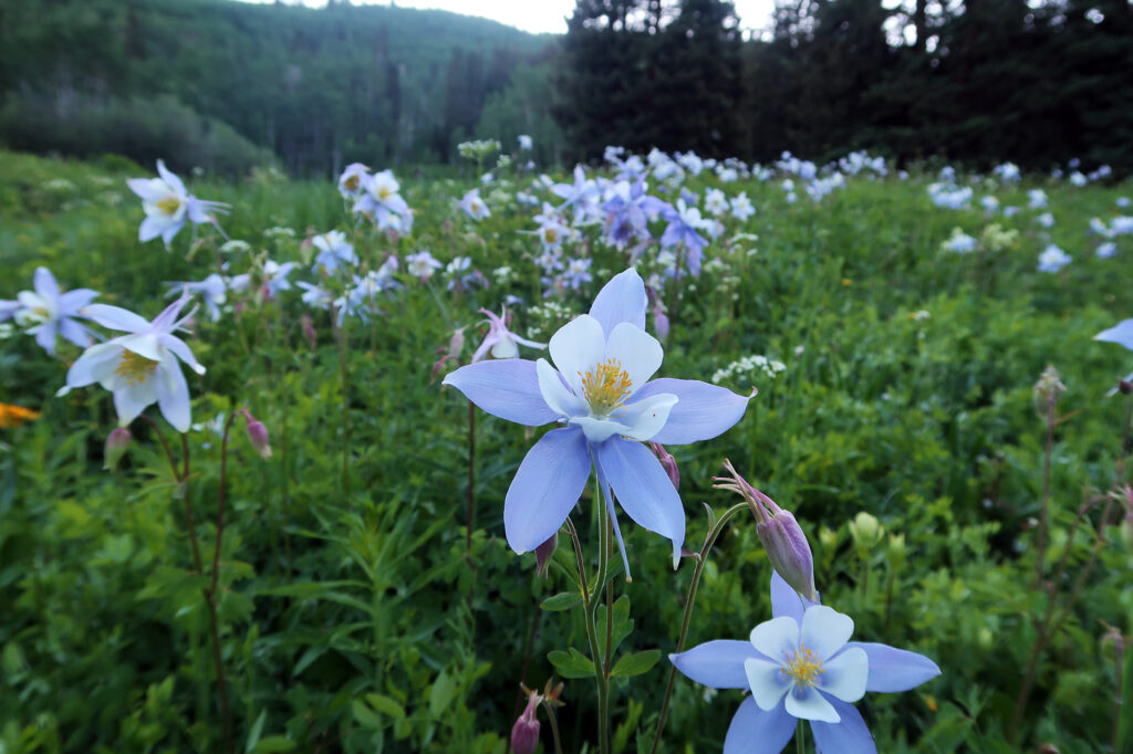 Endless Columbine in a meadow along the Newcomer Spring trail to New York Mountain.