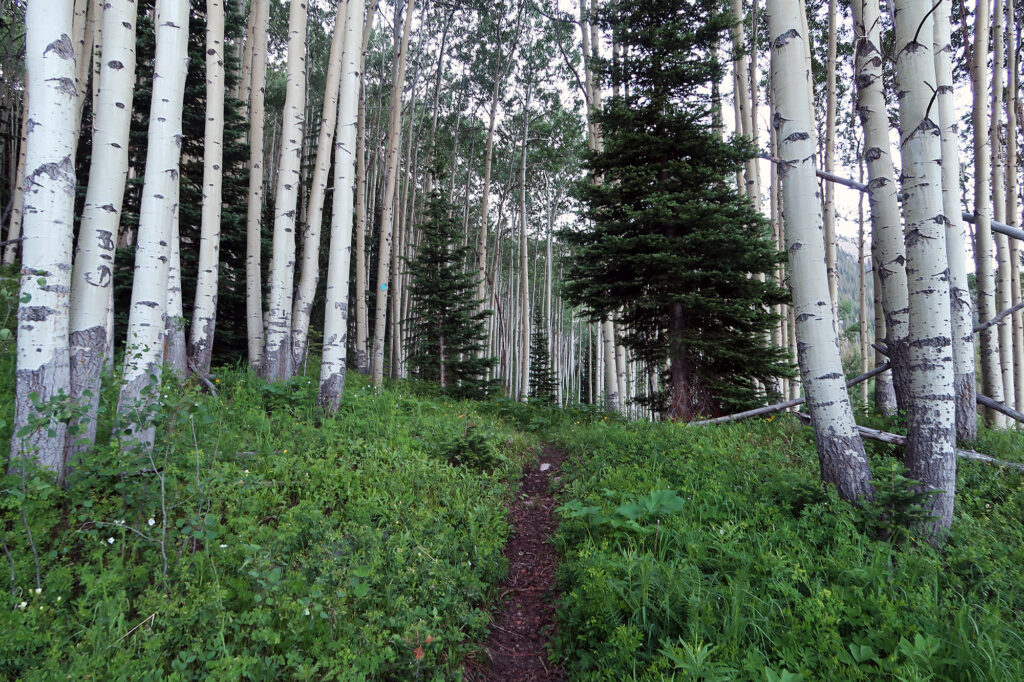 Stands of aspens along the lower route.