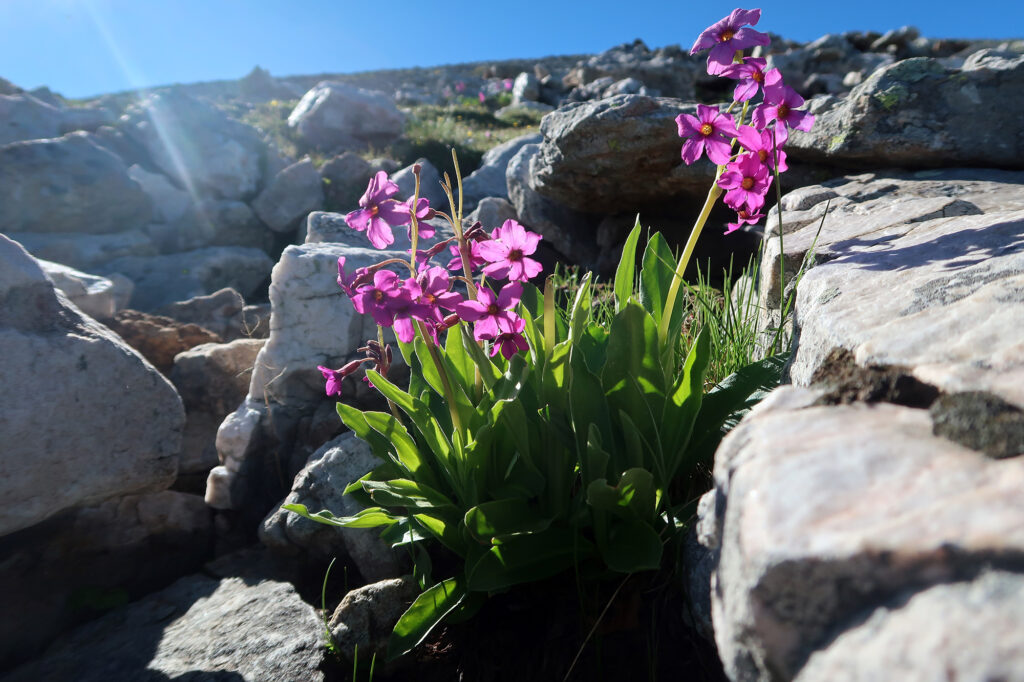 Wildflowers along the trail.