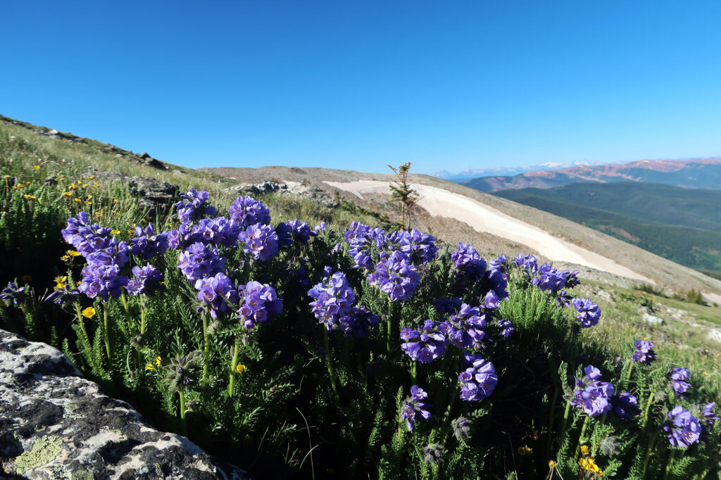 More wildflowers!