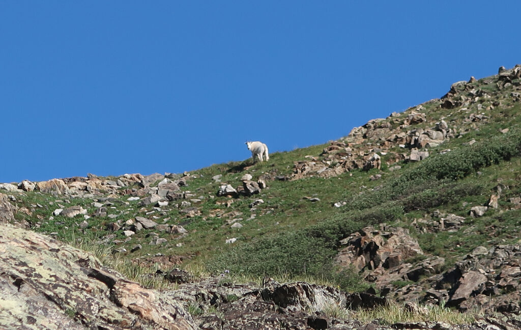 A mountain goat on the lower, grassy slopes of Father Dyer Peak.