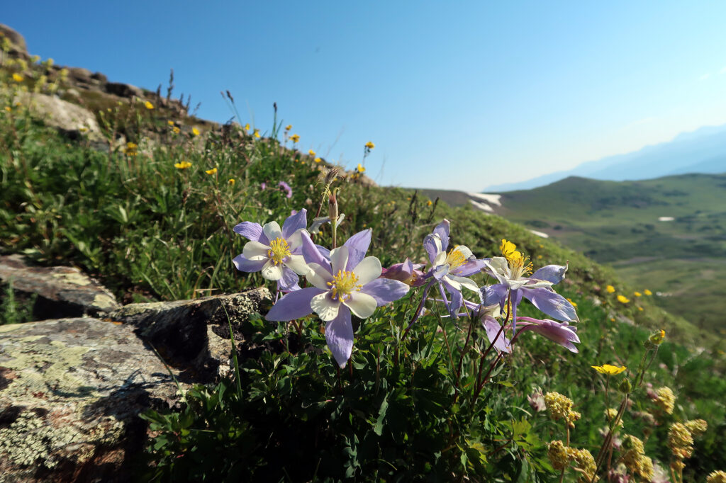 Colorado Columbine.