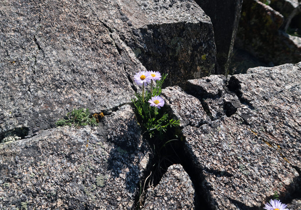 An opportunistic wildflower.