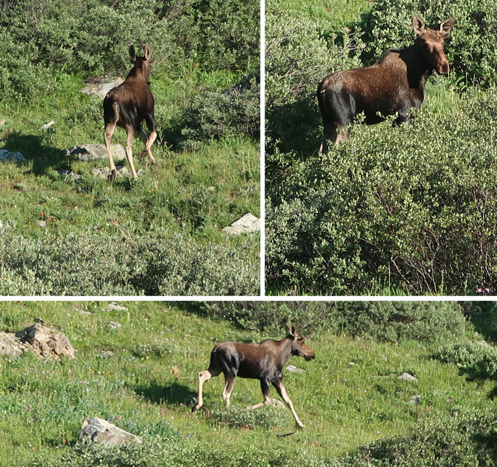 A very surprised moose I accidentally snuck up on. It had been wallowing in some Willows on Pacific Peak's East Ridge.