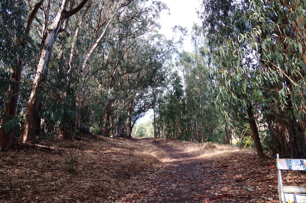 The trail up San Bruno Mountain from the South San Francisco side begins under a canopy of eucalyptus.
