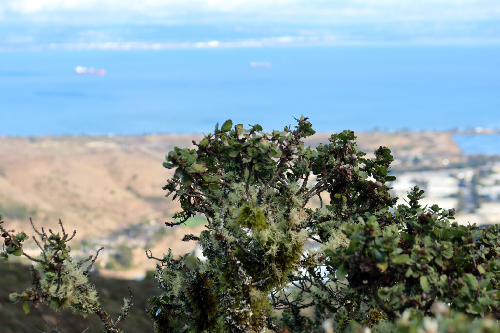 Coast Live Oak festooned in lichen.