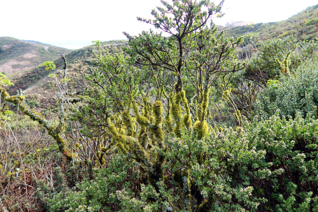 Manzanita coated in lichen on San Bruno Mountain's moist ridgetop.