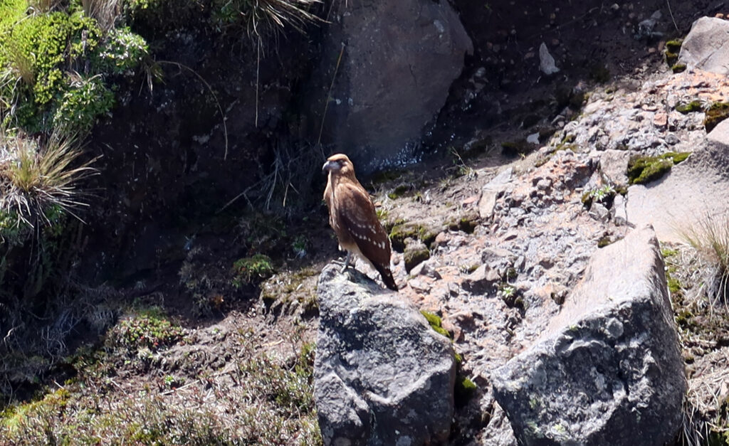 A carunculated caracara—a scavenging falcon endemic to the Andes of Ecuador and Colombia.