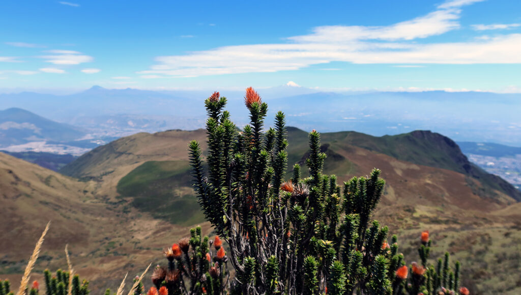 Chuquiragua, the "flower of the Andes" and a favorite among Ecuador's highland hummingbirds.