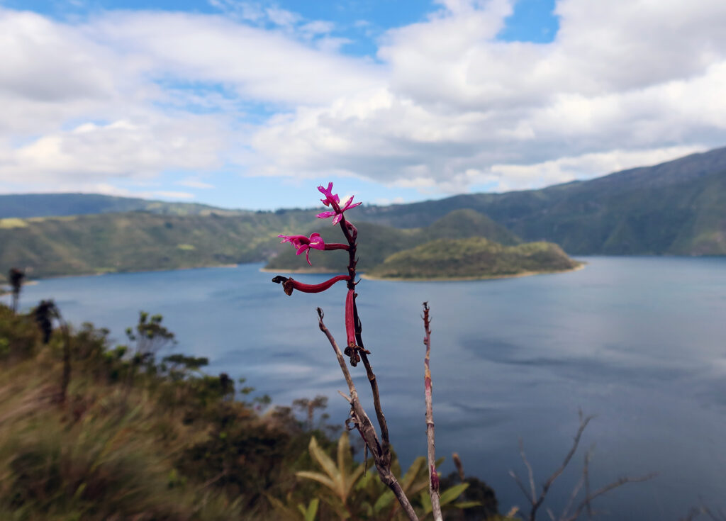 A lopsided star orchid, or epidendrum, growing near the top of its altitude range. Cuicocha Lake is seen in the background, along with its two forested islands.