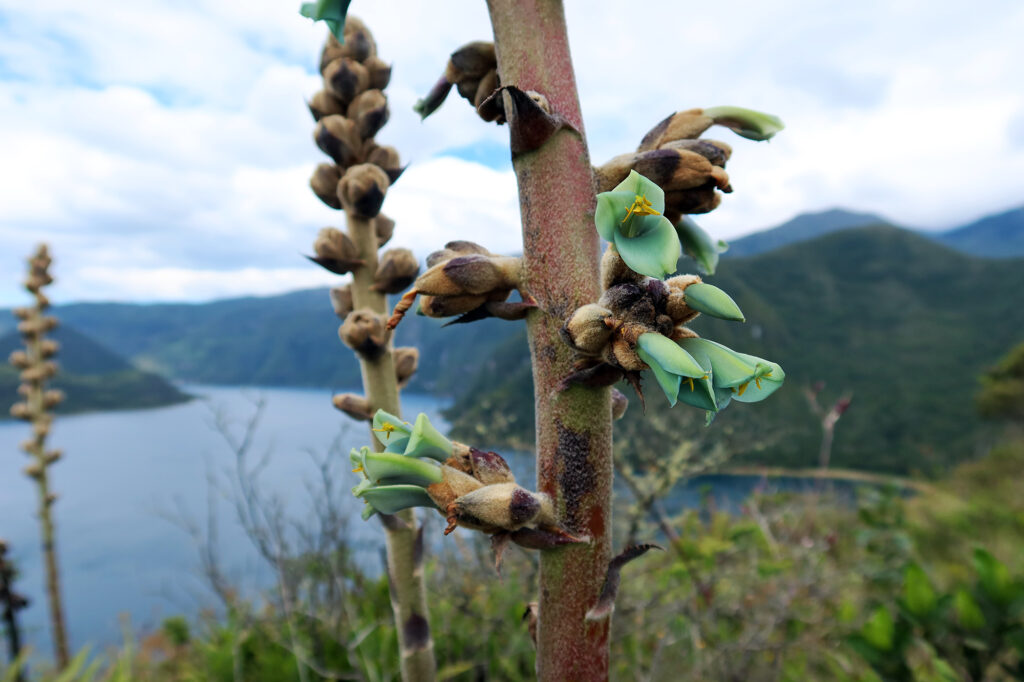 Blueish-green flowers on a puya plant, a species endemic to Ecuador and surprisingly closely related to pineapple plants.