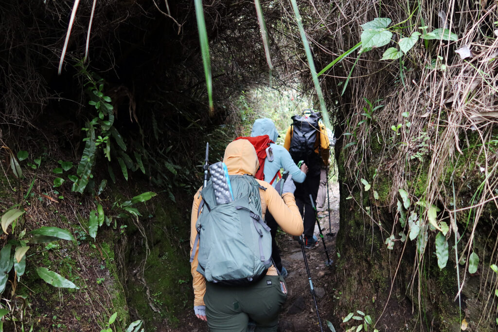 Passing through a tunnel of foliage en route around Cuicocha Lake.