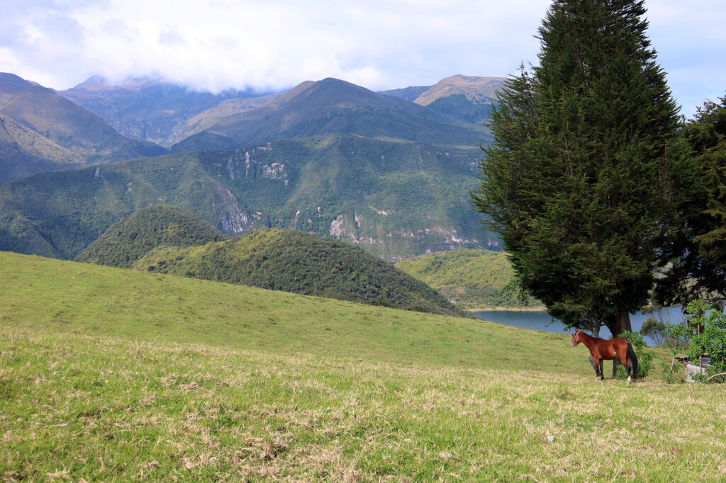 A horse enjoys rolling pastureland above Cuicocha Lake, with the rugged foothills of Cotacachi Volcano in the background.