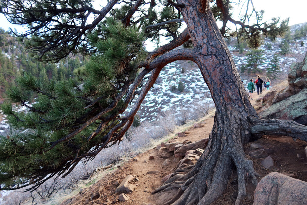 Sparse stands of evergreens along the trail up Mount Galbraith.