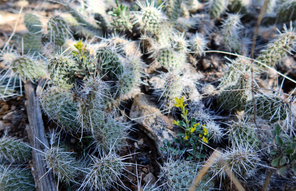 Flowers in Colorado in early March!