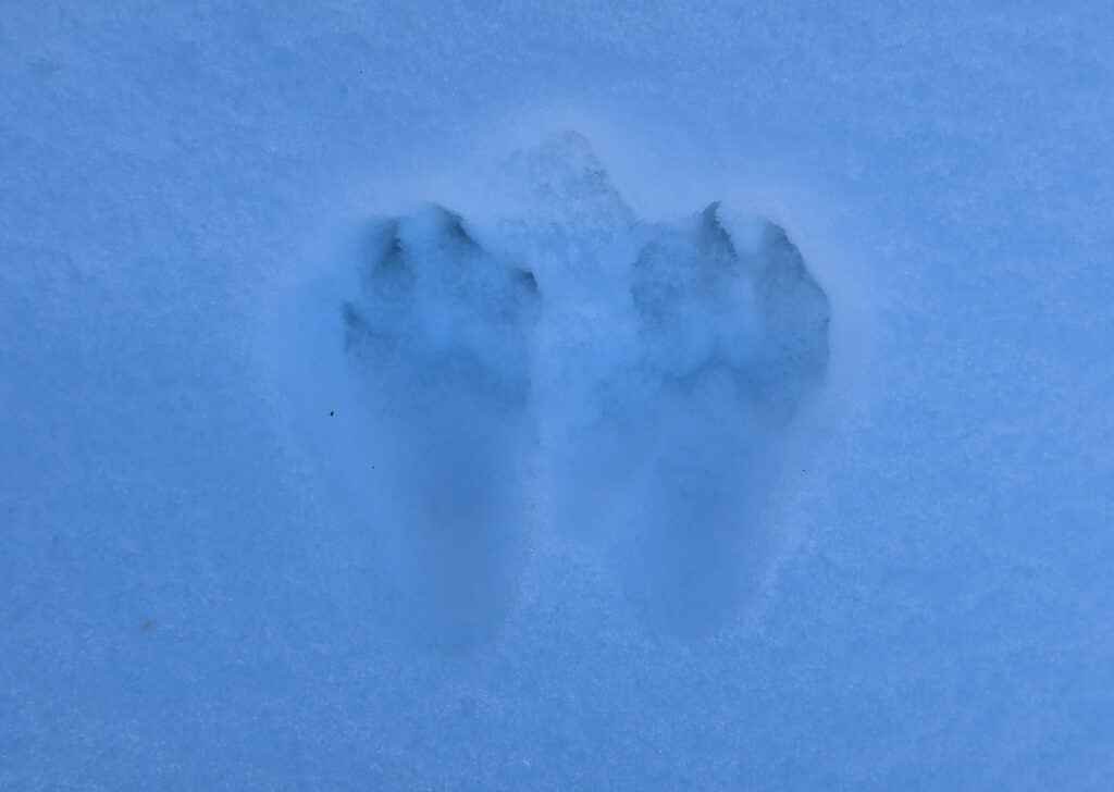 Animal tracks in the snow ... likely a fisher or pine marten.