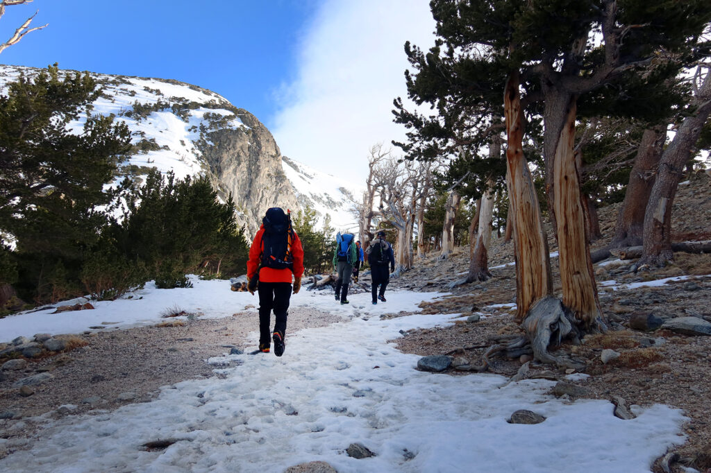 Approaching St Mary's Glacier amidst wind-warped trees.