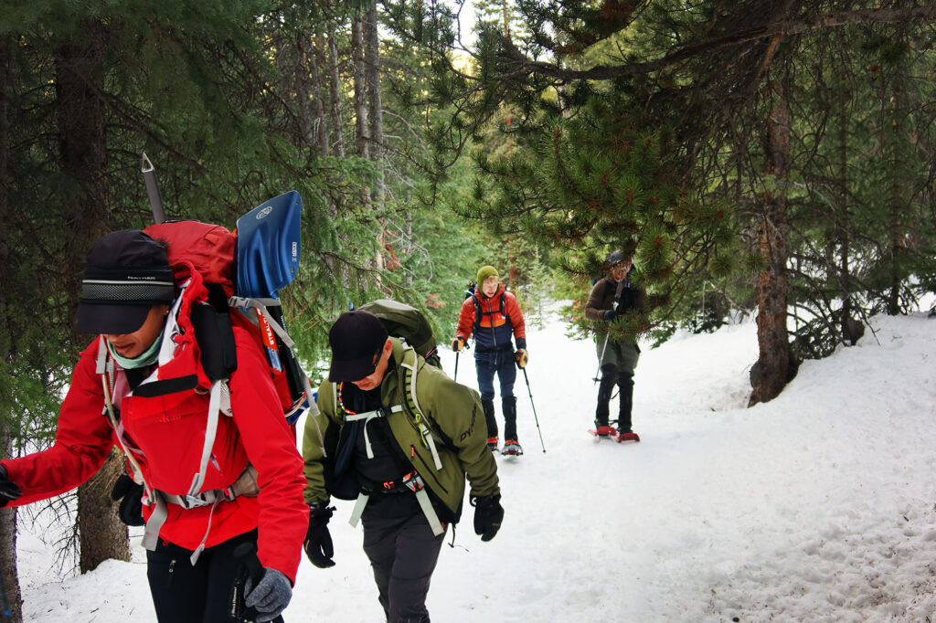 Heading up through pine forests between Mount Guyot and Bald Mountain.